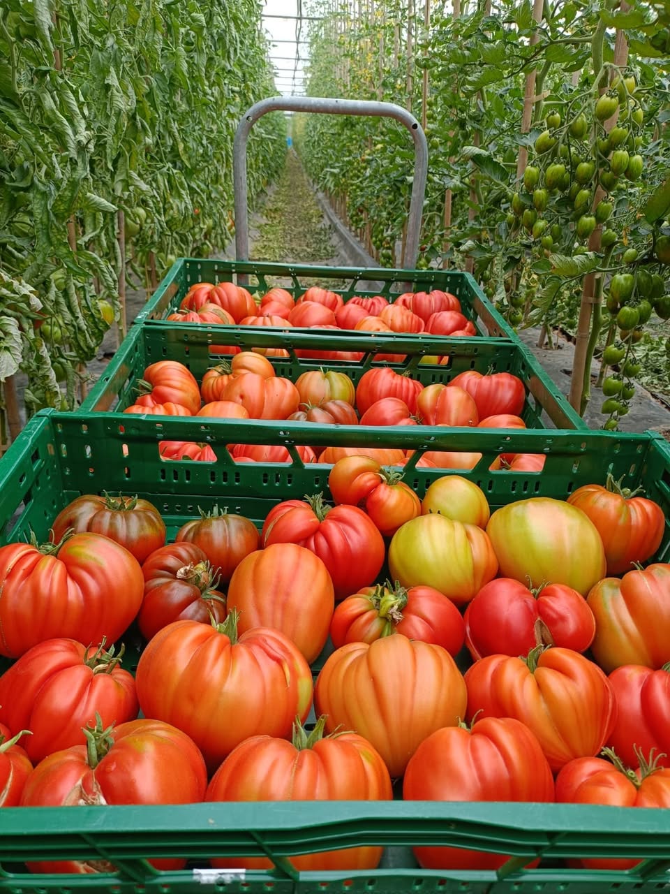 Le Potager de Jérémy