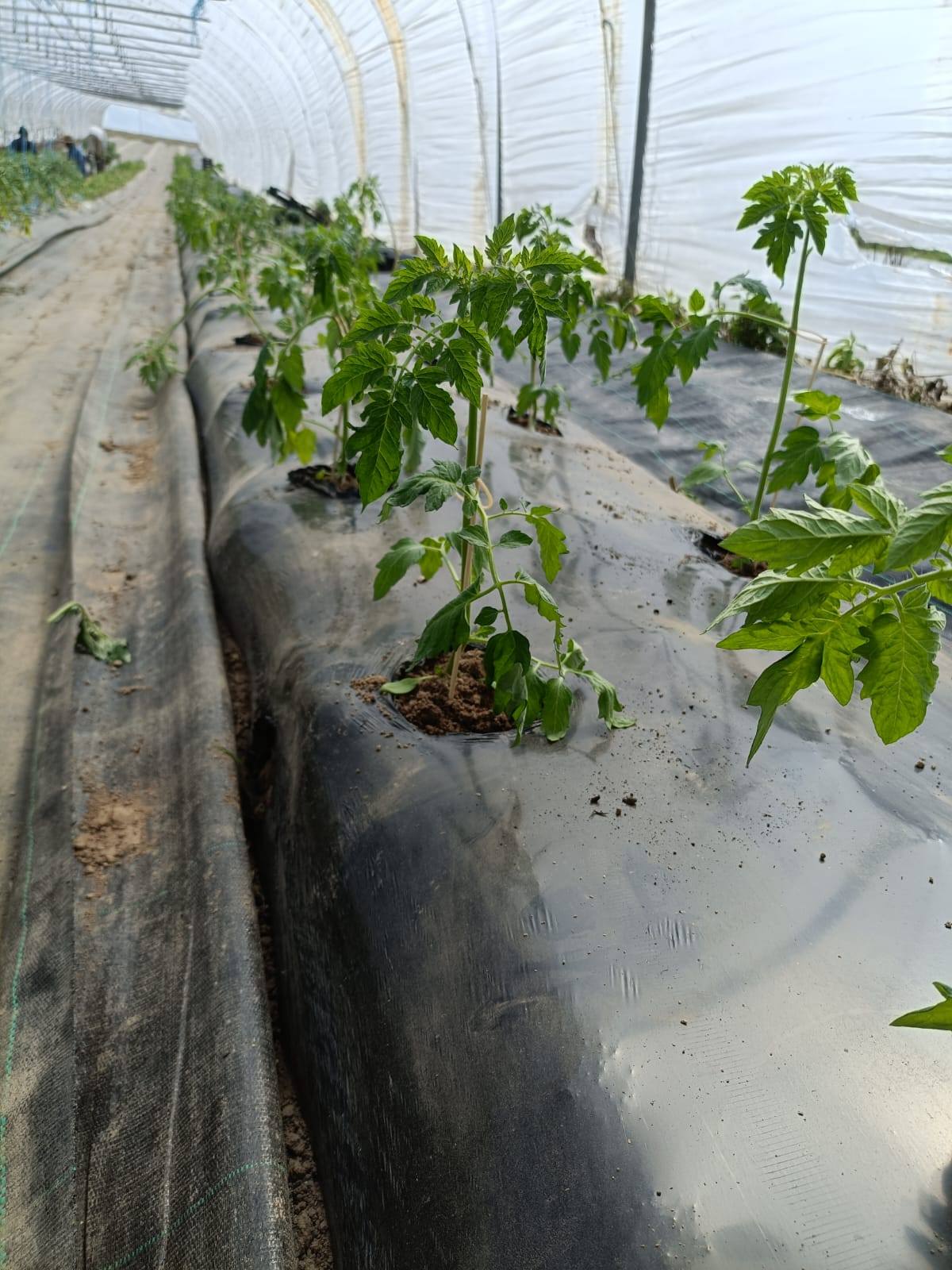 Plants de tomates
