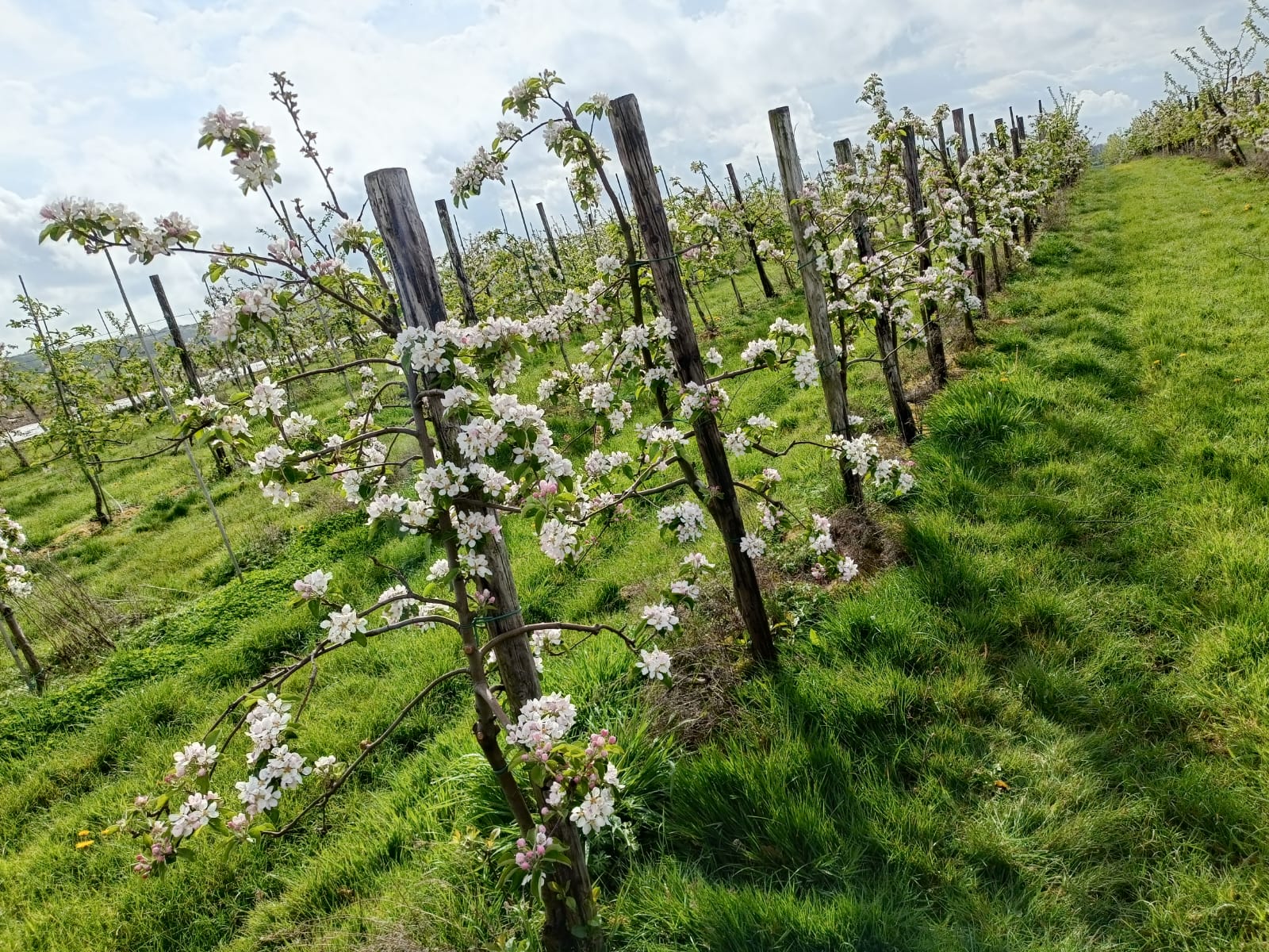 Verger en fleurs