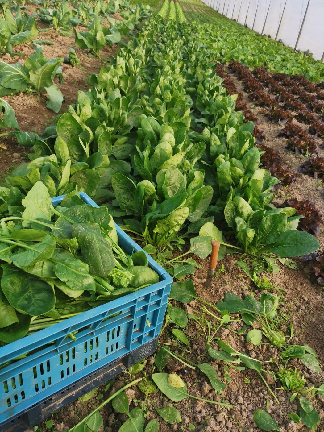 Salades et épinards dans le potager de Jérémy