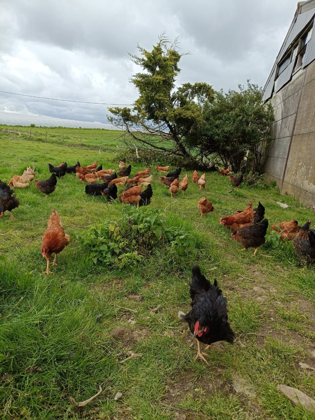 Nos poules en plein air à la ferme