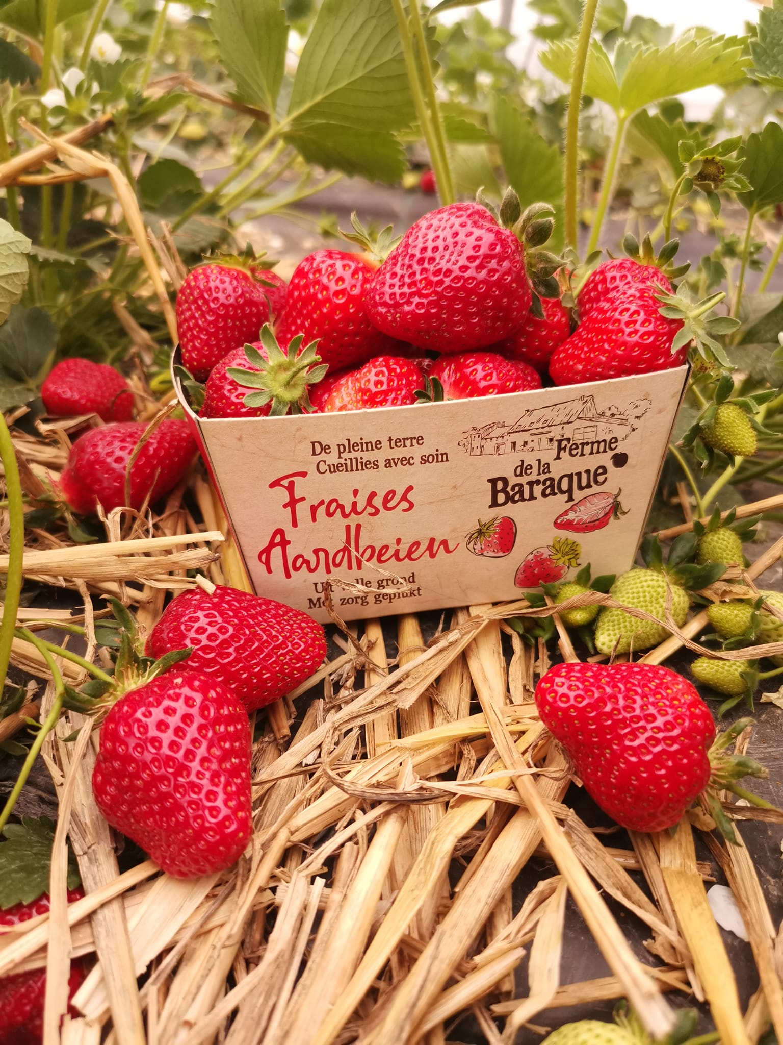 Fraises fraîches de la Ferme de la Baraque